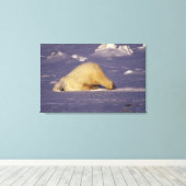 NA, Canada, Manitoba, Churchill, Polair beer Canvas Afdruk (Insitu (Houten vloer))