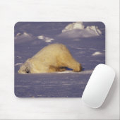 NA, Canada, Manitoba, Churchill, Polair beer Muismat (Met muis)