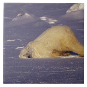 NA, Canada, Manitoba, Churchill, Polair beer Tegeltje