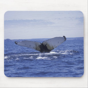 NA, Canada, Newfoundland, Trinity Bay. Bultrug Muismat