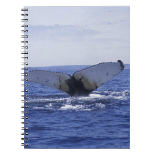 NA, Canada, Newfoundland, Trinity Bay. Bultrug Notitieboek