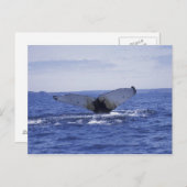 NA, Canada, Newfoundland, Trinity Bay. Humpback Briefkaart (Voorkant / Achterkant)