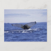 NA, Canada, Newfoundland, Trinity Bay. Humpback Briefkaart (Voorkant)