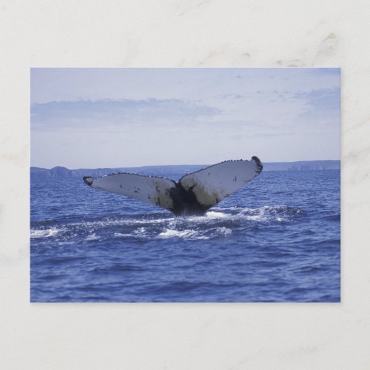 NA, Canada, Newfoundland, Trinity Bay. Humpback Briefkaart (Voorkant)