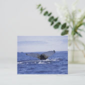 NA, Canada, Newfoundland, Trinity Bay. Humpback Briefkaart (Staand voorkant)