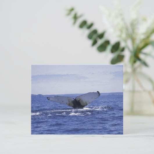 NA, Canada, Newfoundland, Trinity Bay. Humpback Briefkaart (Staand voorkant)