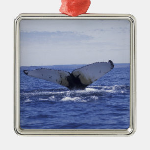 NA, Canada, Newfoundland, Trinity Bay. Humpback Metalen Ornament