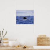 NA, Canada, Newfoundland, Trinity Bay. Humpback Poster (Keuken)