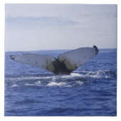 NA, Canada, Newfoundland, Trinity Bay. Humpback Tegeltje (Voorkant)