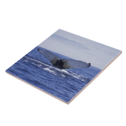 NA, Canada, Newfoundland, Trinity Bay. Humpback Tegeltje (Zijkant)