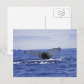 NA, Canada, Newfoundland, Trinitybaai. Bultrug Briefkaart (Voorkant / Achterkant)