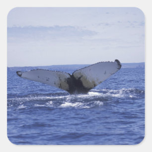 NA, Canada, Newfoundland, Trinitybaai. Bultrug Vierkante Sticker