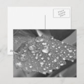 Na de regen briefkaart (Voorkant / Achterkant)