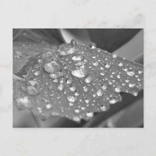 Na de regen briefkaart (Voorkant)