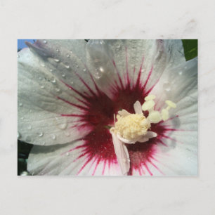 Na de regen briefkaart