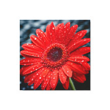 Na de regen Gerbera Daisy realisme Schilderen
