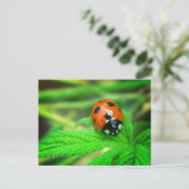 Na de regen - Ladybug met druppeltjes Briefkaart (Staand voorkant)