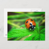 Na de regen - Ladybug met druppeltjes Briefkaart (Voorkant / Achterkant)