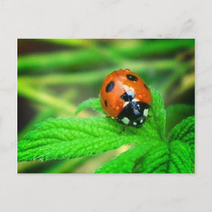 Na de regen - Ladybug met druppeltjes Briefkaart