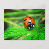 Na de regen - Ladybug met druppeltjes Briefkaart (Voorkant)