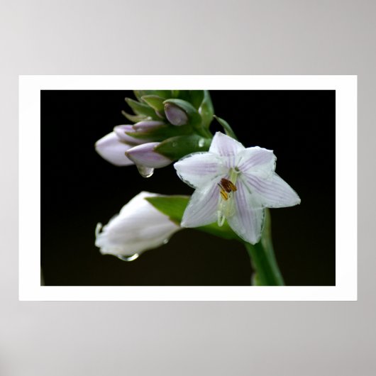 Na de regen poster (Voorkant)