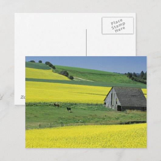 Na, de V.S., Idaho, dichtbij Potlatch, Canola en Briefkaart (Voorkant / Achterkant)