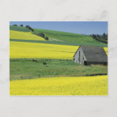 Na, de V.S., Idaho, dichtbij Potlatch, Canola en Briefkaart (Voorkant)