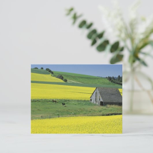 Na, de V.S., Idaho, dichtbij Potlatch, Canola en Briefkaart (Staand voorkant)