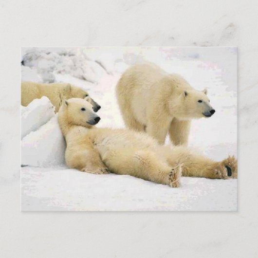 Na het Beer Briefkaart (Voorkant)