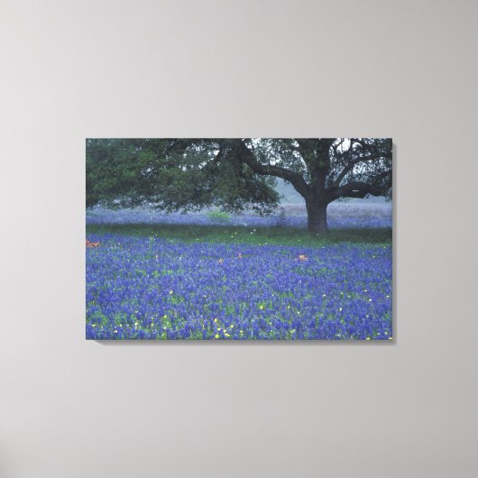 NA, Texas, Devine, Eik en blauwe klokjes Canvas Afdruk (Voorkant)