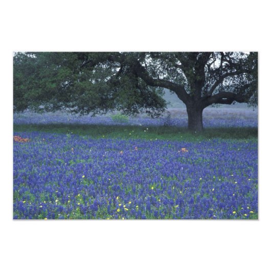 NA, Texas, Devine, Eik en blauwe klokjes Foto Afdruk (Voorkant)