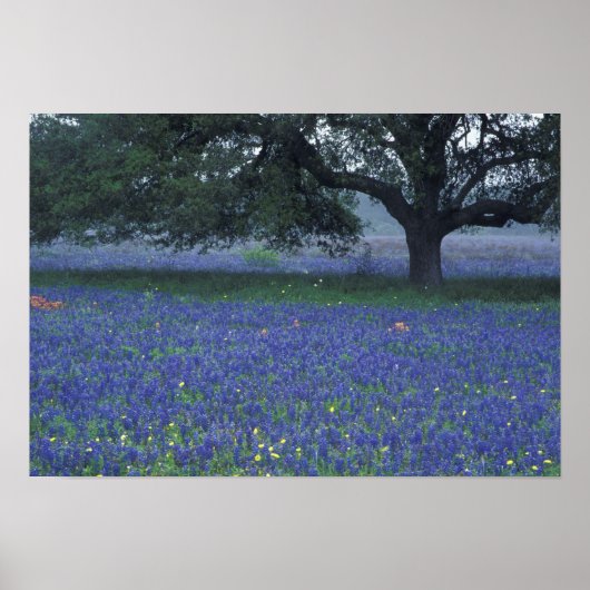 NA, Texas, Devine, Eik en blauwe klokjes Poster (Voorkant)
