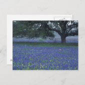 NA, Texas, Devine, Oak en blauwe bonnetjes Briefkaart (Voorkant / Achterkant)