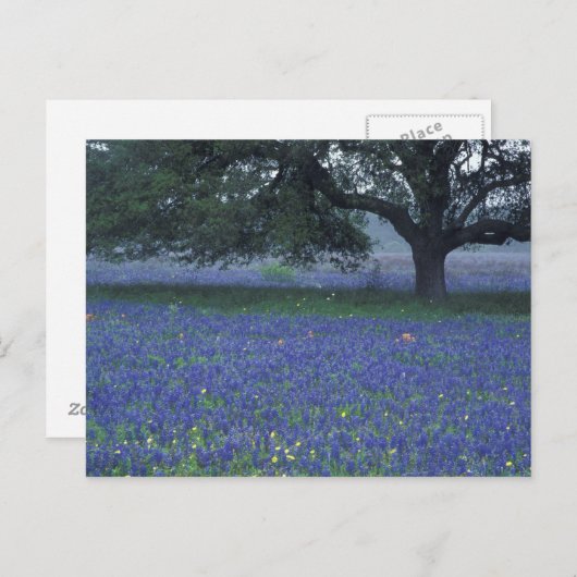 NA, Texas, Devine, Oak en blauwe bonnetjes Briefkaart (Voorkant / Achterkant)