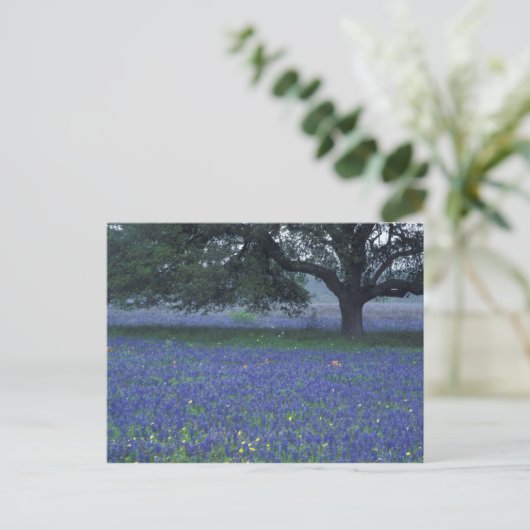 NA, Texas, Devine, Oak en blauwe bonnetjes Briefkaart (Staand voorkant)