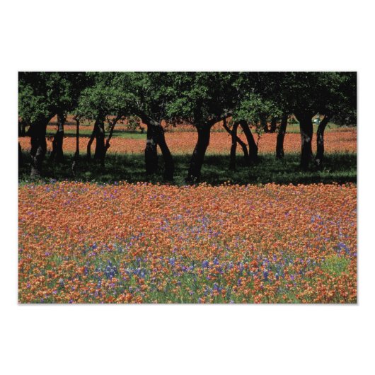 NA, Texas, Texas Hill Country, Buchan Dam, Foto Afdruk (Voorkant)