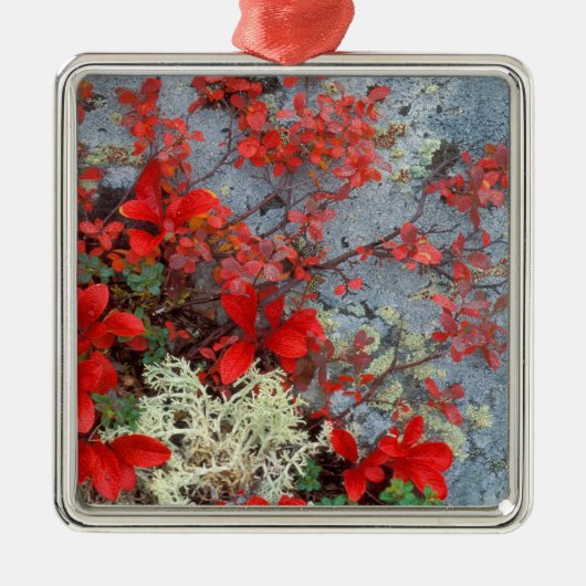 NA, USA, Alaska, Denali NP, Beer berry en Metalen Ornament (Voorkant)