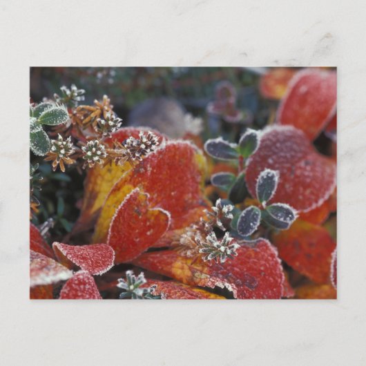 NA, USA, Alaska, Denali NP Frosted, herfst-gekleur Briefkaart (Voorkant)