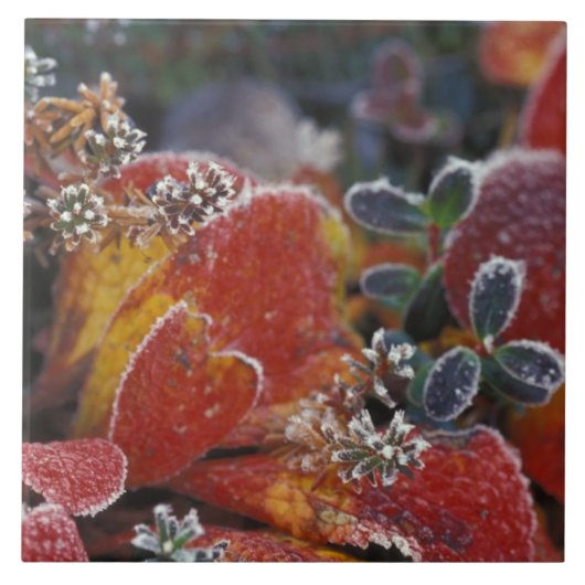 NA, USA, Alaska, Denali NP Frosted, herfst-gekleur Tegeltje (Voorkant)