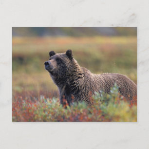 NA, USA, Alaska, Denali NP, Grizzly bear Briefkaart