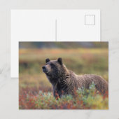 NA, USA, Alaska, Denali NP, Grizzly bear Briefkaart (Voorkant / Achterkant)