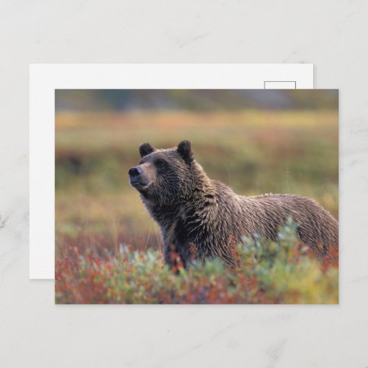 NA, USA, Alaska, Denali NP, Grizzly bear Briefkaart (Voorkant / Achterkant)