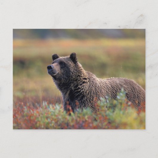 NA, USA, Alaska, Denali NP, Grizzly bear Briefkaart (Voorkant)
