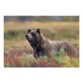 NA, USA, Alaska, Denali NP, Grizzly bear Foto Afdruk (Voorkant)