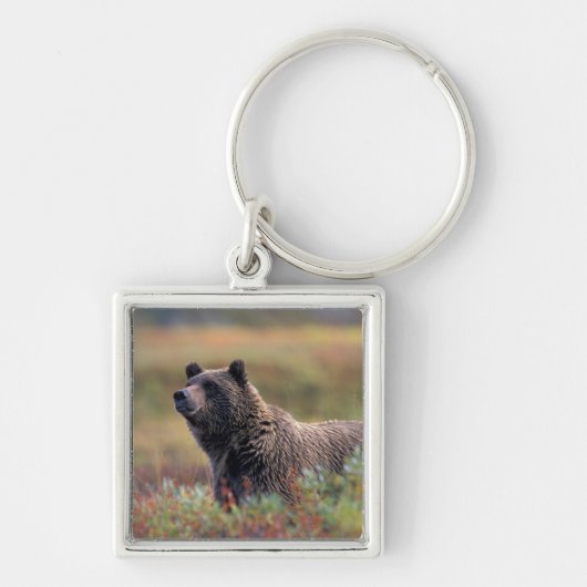 NA, USA, Alaska, Denali NP, Grizzly bear Sleutelhanger (Voorkant)