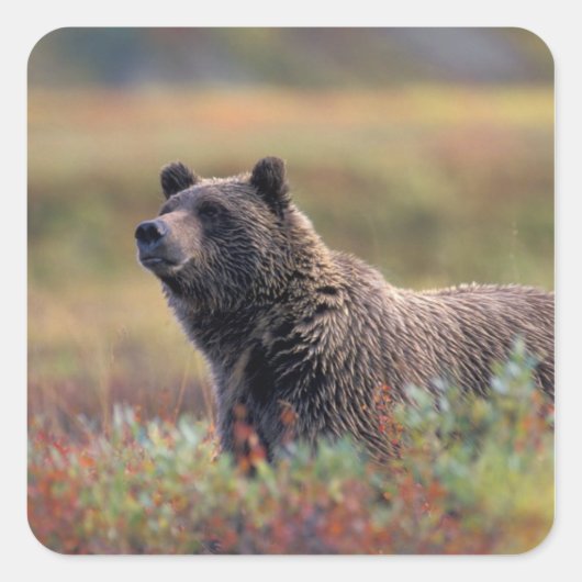 NA, USA, Alaska, Denali NP, Grizzly bear Vierkante Sticker (Voorkant)