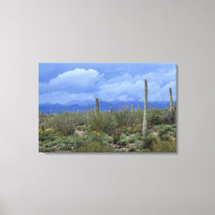 NA, USA, Arizona, Saguaro National Monument (Natio Canvas Afdruk