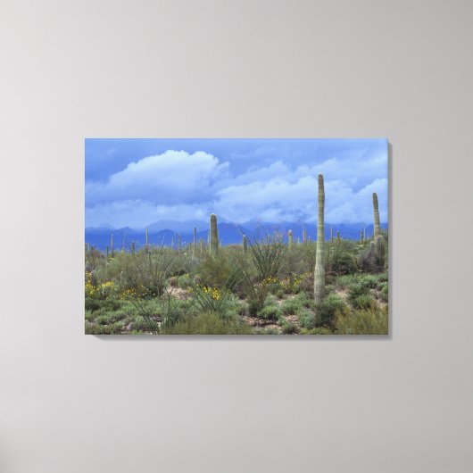 NA, USA, Arizona, Saguaro National Monument (Natio Canvas Afdruk (Voorkant)