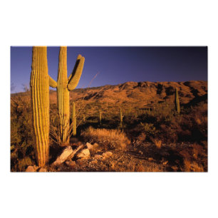 NA, USA, Arizona, Saguaro National Monument (Natio Foto Afdruk