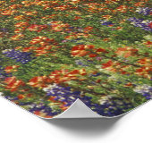 NA, USA, Texas, Hill Country, Paint Poster (Hoek)